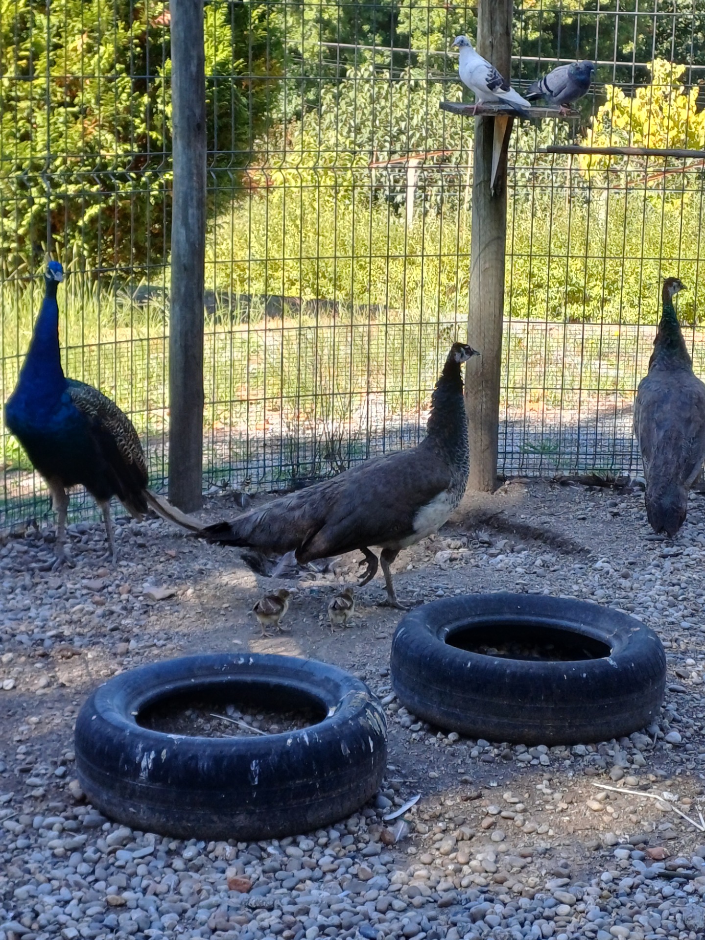 A pavoa mãe com seus filhotes